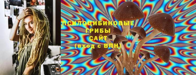 Псилоцибиновые грибы Cubensis  закладка  Барабинск 